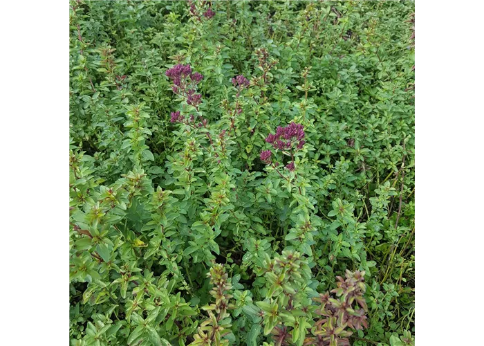 Origanum laevigatum 'Herrenhausen'