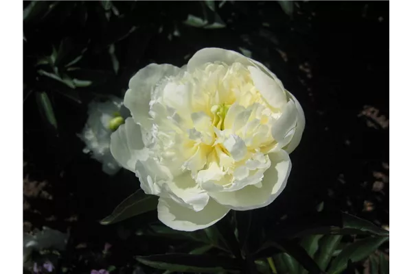 Garten-Pfingstrose 'Duchesse de Nemours'