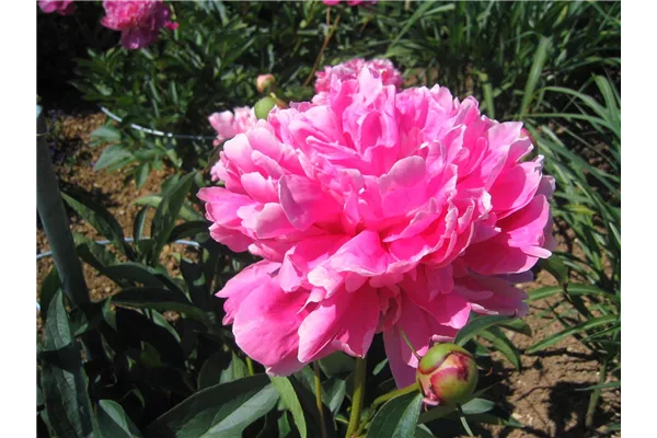 Garten-Pfingstrose 'Edulis Superba'