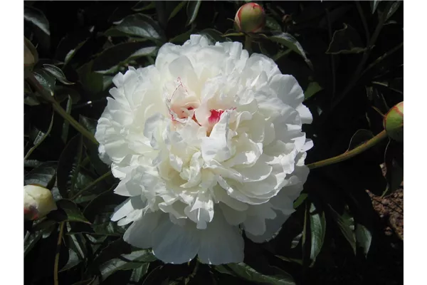 Garten-Pfingstrose 'Festiva Maxima'