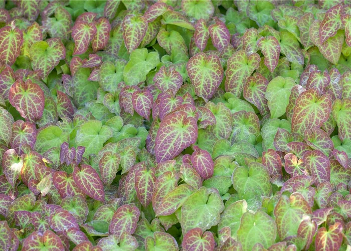 Epimedium x cantabrigiense