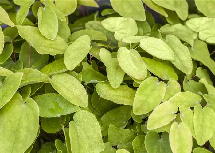 Epimedium x rubrum 'Galadriel'