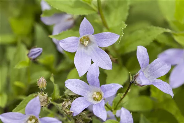 Hohe Dolden-Glockenblume