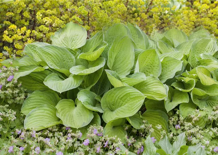 Hosta x cult.'Sum and Substance'