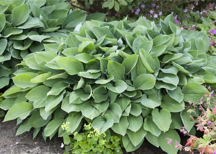 Hosta nigrescens 'Krossa Regal'