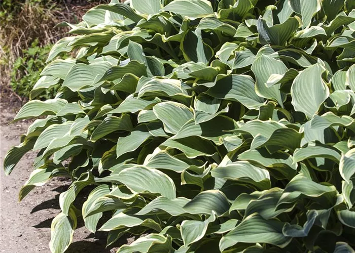 Hosta x fortunei 'Francee'