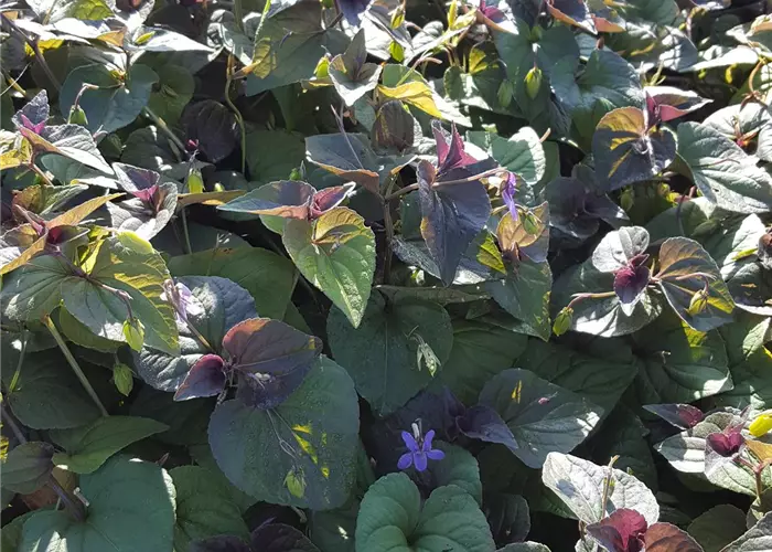 Viola labradorica