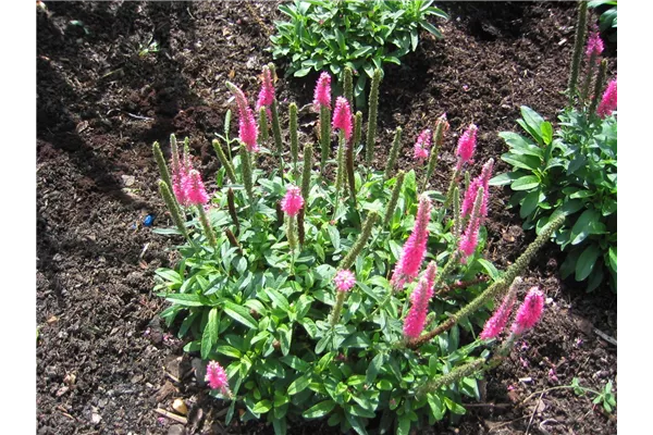 Scheinähriger Garten-Ehrenpreis 'Rosea'