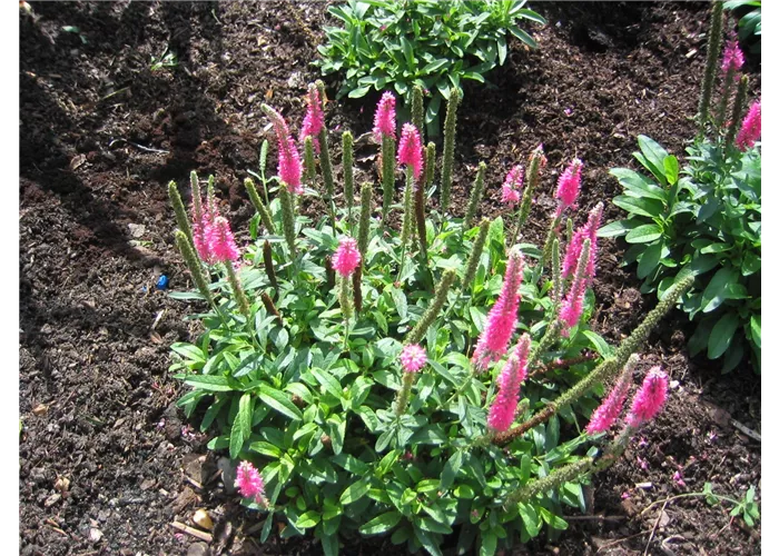 Veronica spicata 'Rosa Zwerg'