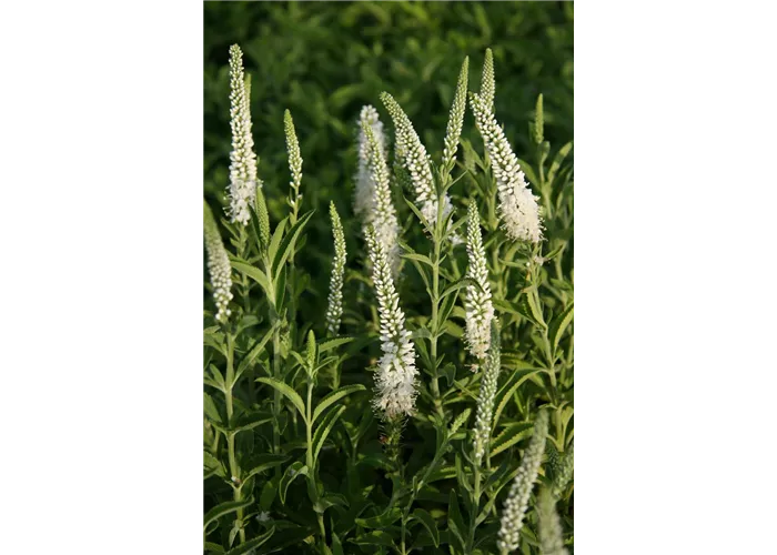 Veronica spicata 'Alba'