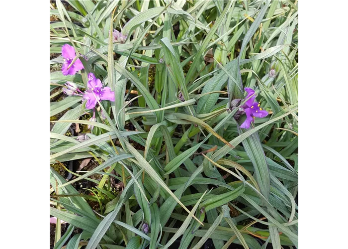Tradescantia x anders.'Concord Grape'