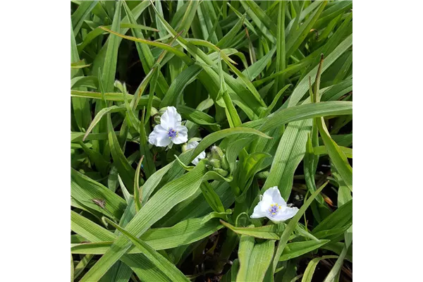 Garten-Dreimasterblume 'Osprey'