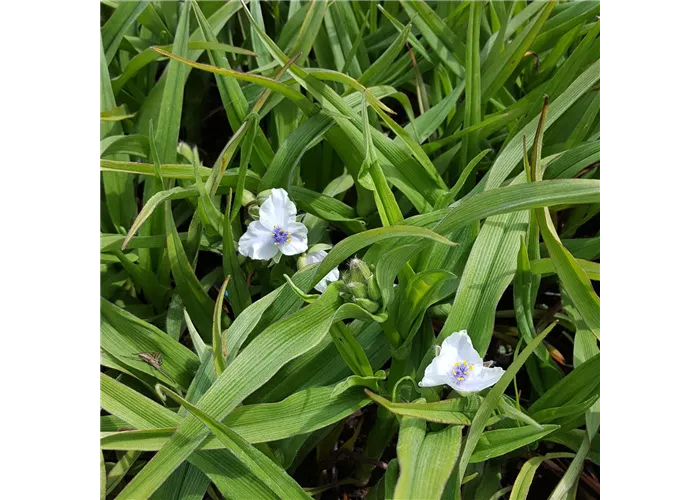 Tradescantia x anders.'Osprey'