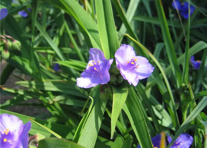 Tradescantia ohiensis