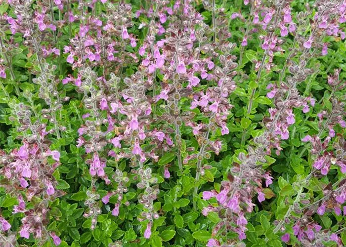 Teucrium x lucidrys, veg.