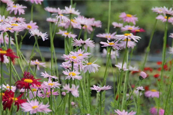 Bunte Garten-Margerite 'Robinsons Rosa'
