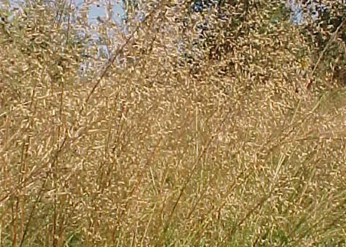 Sporobolus heterolepis