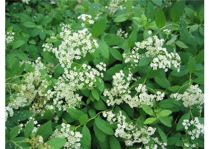 Spiraea decumbens