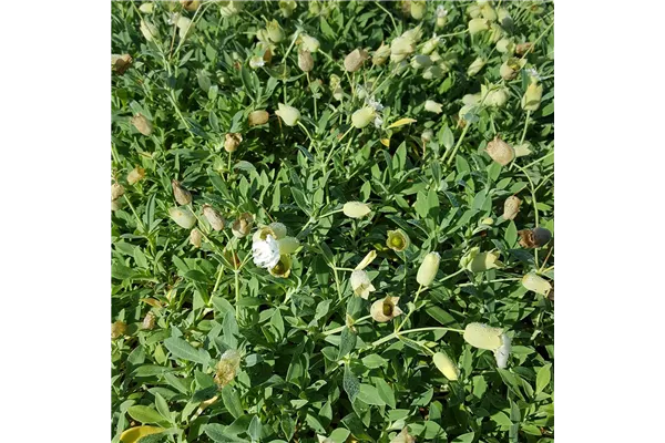 Leimkraut 'Weißkehlchen'