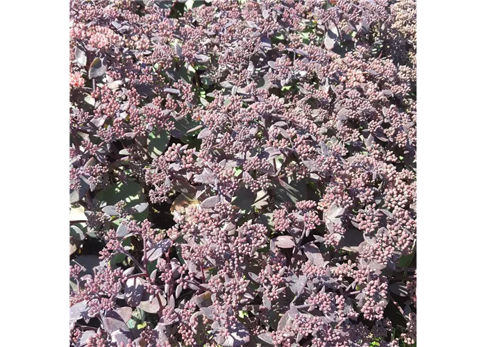 Sedum telephium 'Xenox' -R-