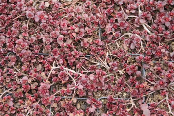Garten-Teppich-Fettblatt 'Schorbuser Blut'