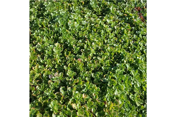 Garten-Teppich-Fettblatt 'Album Superbum'