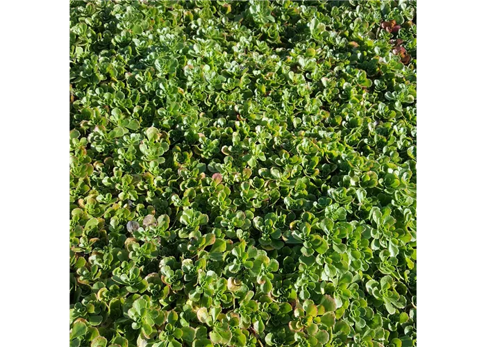 Sedum spurium 'Album Superbum'