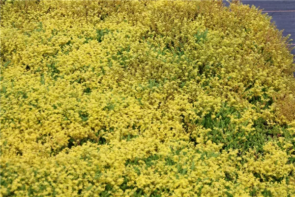 Milder Mauerpfeffer