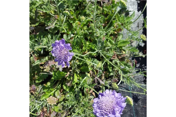 Große Garten-Skabiose 'Perfecta'