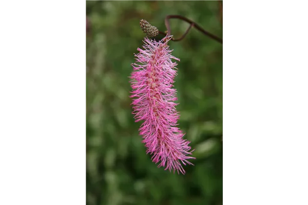 Hoher Garten-Wiesenknopf 'Pink Elephant'
