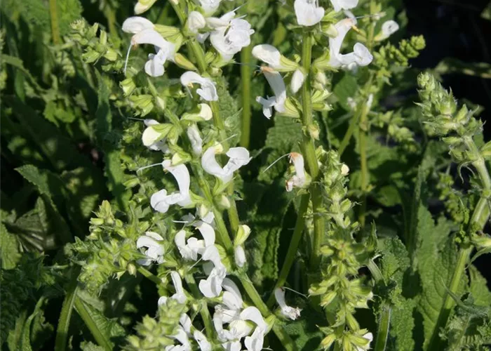 Salvia pratensis 'Snow Lake'