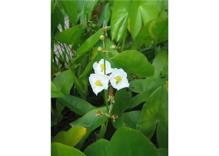 Sagittaria sagittifolia ssp.sagittifolia