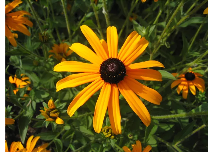 Rudbeckia fulgida var.deamii