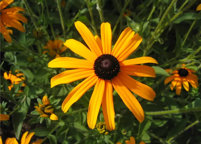 Rudbeckia fulgida var.deamii