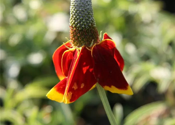 Ratibida columnifera f.pulcherrima