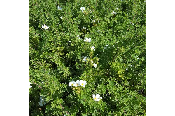 Fingerstrauch mandshurica