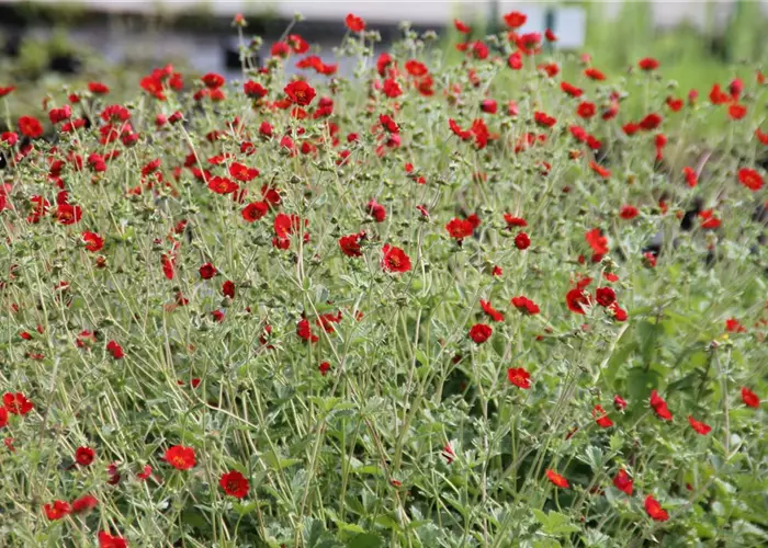 Potentilla atrosanguinea