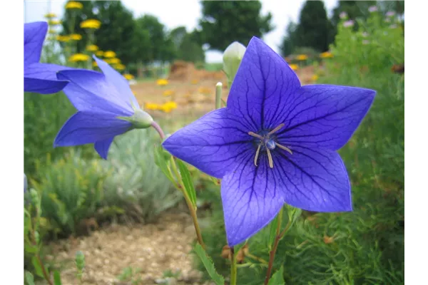 Großblütige Garten-Ballonblume 'Mariesii'