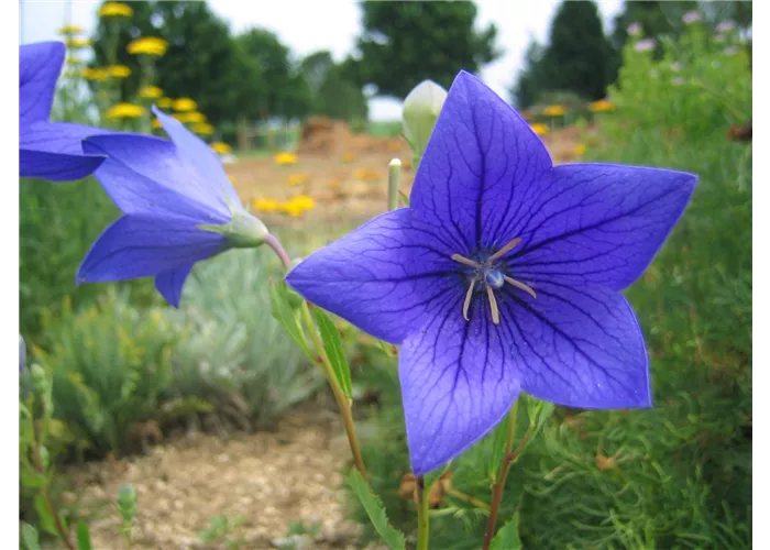 Platycodon grandiflorus 'Mariesii'