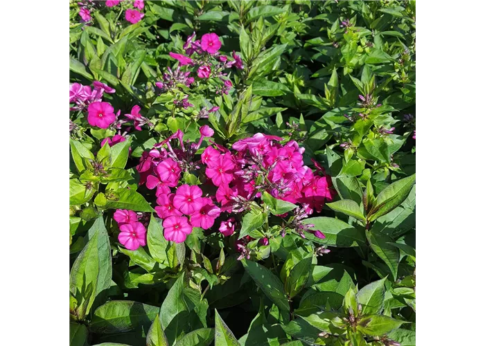 Phlox paniculata 'Kirchenfürst'