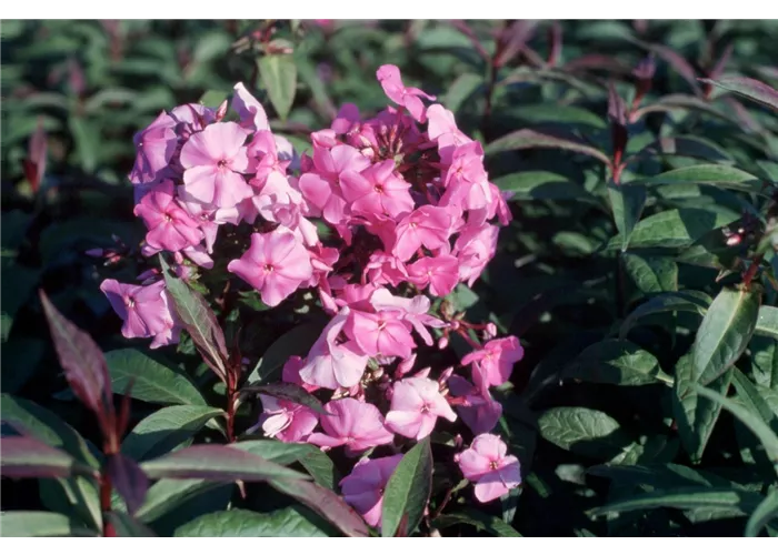 Phlox paniculata 'Amethyst'