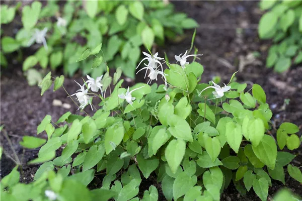 Zierliche Garten-Elfenblume 'Niveum'