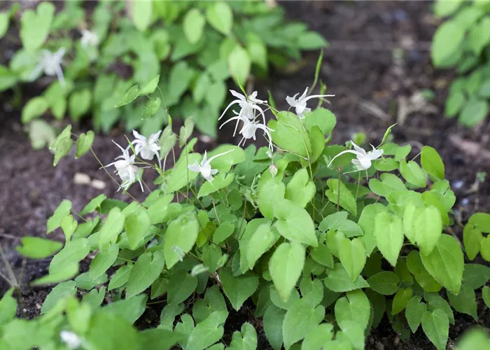 Epimedium grandiflorum, weiß