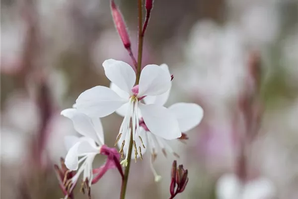 Garten-Prachtkerze 'Summer Breeze'