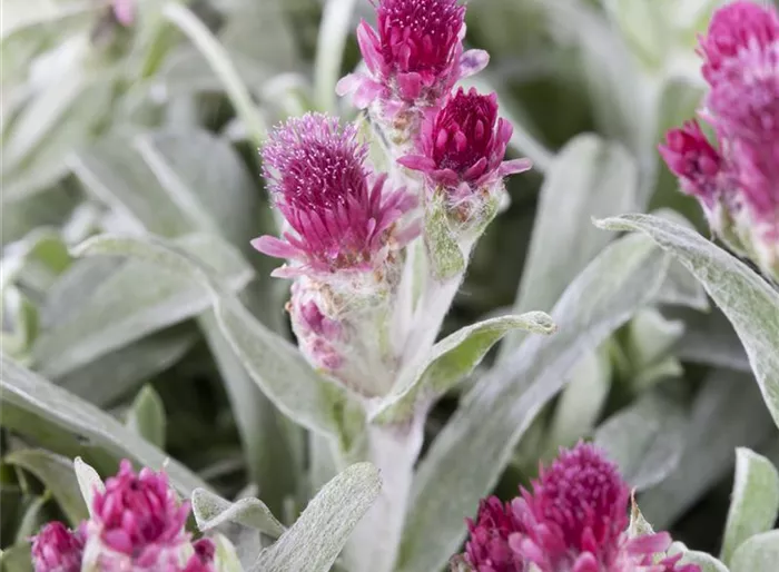 Zweihäusiges Katzenpfötchen