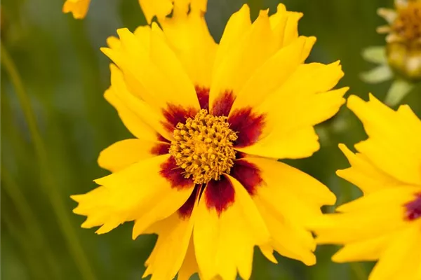 Kleines Garten-Mädchenauge 'Sterntaler'
