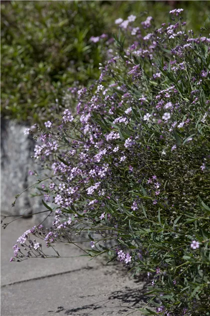 Gypsophila repens 'Rosea', Kriechendes Garten-Schleierkraut 'Rosea' -  Bamberger Staudengarten Strobler