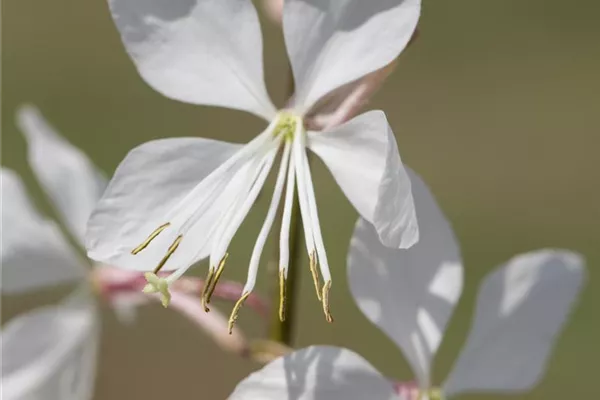 Garten-Prachtkerze 'Snowbird'