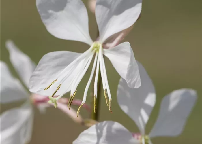 Gaura lindheimeri 'Geyser White'