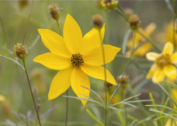 Coreopsis verticillata 'Grandiflora'